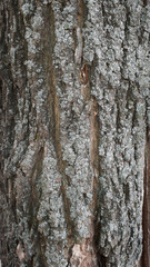 Obraz premium texture of an old tree trunk