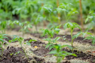 Young tomato seedlings. Growing tomatoes on the vine, tomatoes growing on the branches.