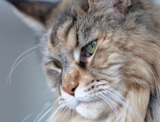 Maine Coon Portrait 