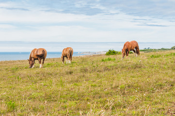 Horse grazing grass at Pointe Saint-Mathieu in Plougonvelin in Finistere