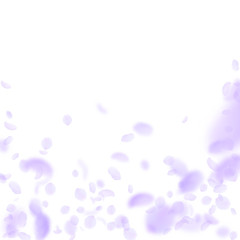 Violet flower petals falling down. Exotic romantic