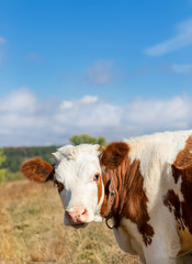 Young calf, selective focus, on a pasture farm.