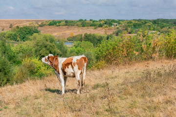 Young calf, selective focus, on a pasture farm.