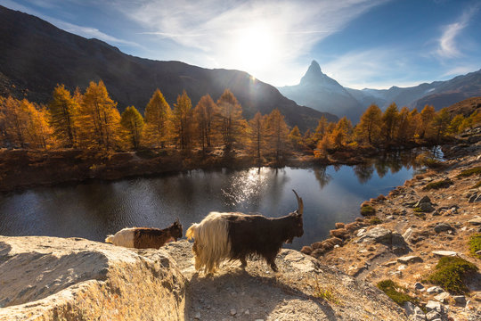 Goats at Grindjisee Lake. Zermatt, Mattertal, Canton of Valais, Switzerland, Europe