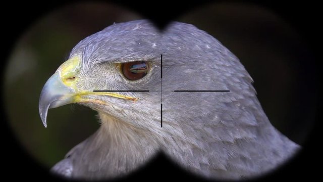 Black-Chested Buzzard-Eagle (Geranoaetus melanoleucus) Seen through Binoculars. Seen through Binoculars. Bird Watching at Wildlife Safari