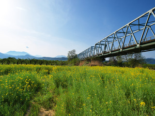 菜の花と鉄橋