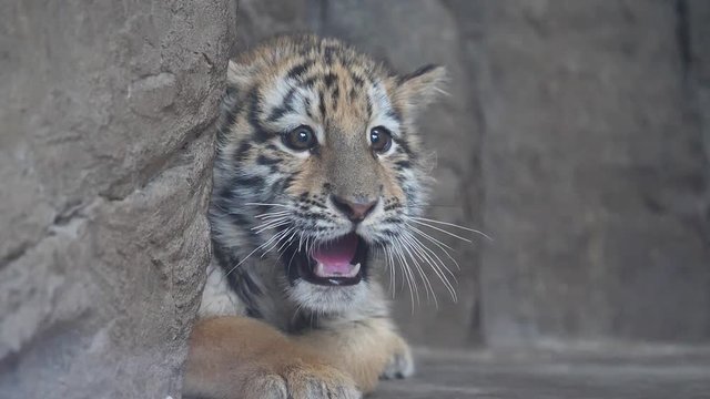 Cute tiger baby lying on ground, frightened expression, looking at camera with mouth open, beautiful and dangerous animal, slow motion.