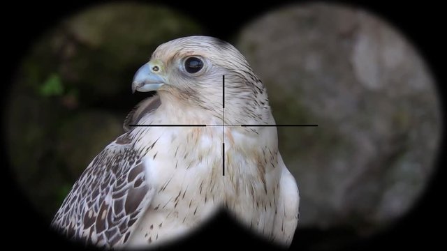 Laggar Falcon Bird (Falco jugger) Seen through Binoculars. Seen through Binoculars. Bird Watching at Wildlife Safari