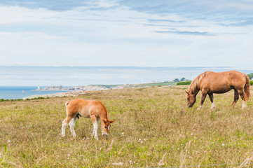 Naklejka na ściany i meble Horse grazing grass at Pointe Saint-Mathieu in Plougonvelin in Finistere