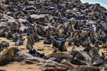 Cape Cross, Skeleton Coast, Namibia A colony of seals in a protected area along the coast.