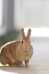 可愛いミニウサギの様子