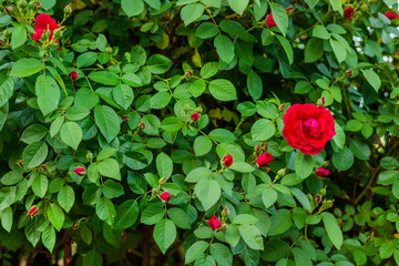 Beautiful roses in the garden, growing different varieties of flowers.