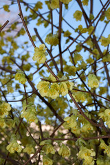 Corylopsis pauciflora