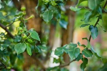 Young green apples fruits are hanging on a tree branch.