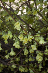 Corylopsis pauciflora