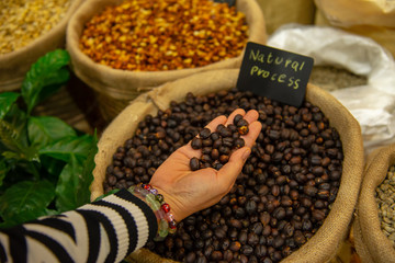 woman checking process the quality of coffee bean from the organic farm. Coffee and Beverage business concept.