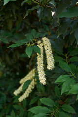Fototapeta premium Prunus lusitanica