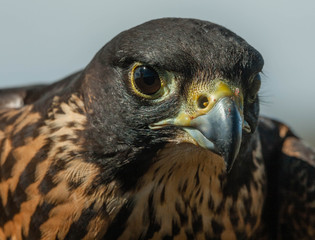 Halcon peregrino fase oscura (Falco peregrinus)