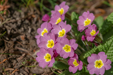 Close-up of beautiful pink spring Common Primrose (Primula acaulis or primula vulgaris) flowers. Spring concept of waking nature. Selective focus.