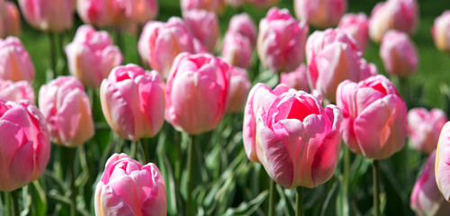 Close-up of white pink tulips. Easter background.