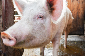 Fototapeta premium a pig on a farm looking at the camera lens