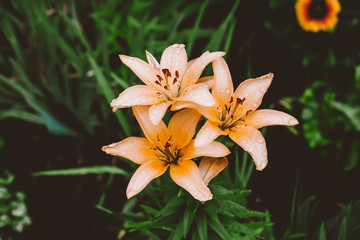 Beautiful flowering cream lily in macro. Amazing picturesque wet blooming orange flower closeup. Raindrops on colorful plant. Wonderful european perfume flower with dew drops. Droplets on beige petals