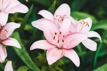 Beautiful flowering pink lily in macro. Amazing picturesque wet blooming flower close-up. Raindrops on colorful plant. Wonderful european perfume flower with dew drops. Droplets on pink petals.