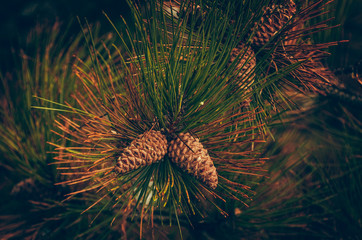 Fototapeta premium Pine and fir branch