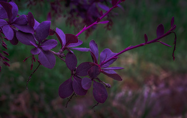 Nature in morning