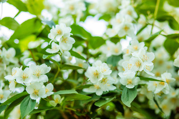 Beautiful blooming jasmine bush in spring. Background.