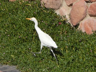 Very cute and curious white little egret