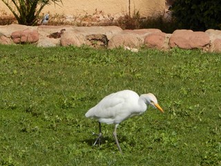 Very cute and curious white little egret