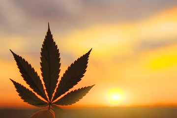 Concept of hemp lotion, cannabis leaf close up at sunset with blurred background with copy space....