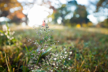 朝の日差しと野草に付いている朝露