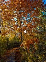 Poleski national park 
