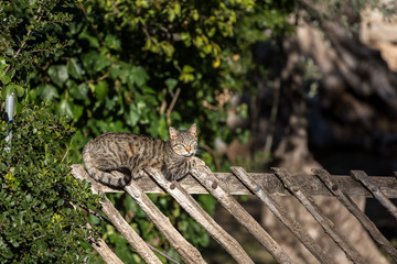 Eine Katze genießt die Mittagssonne auf einem Gartenzaun in Spanien
