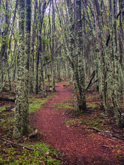Forest in National Park Cerro Castillo. Austral highway, chile, XI region of Aysen.