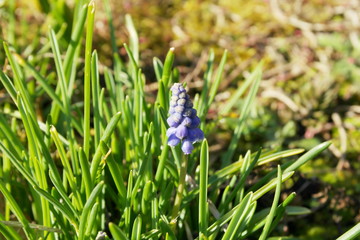 Spring Flowers In The Garden