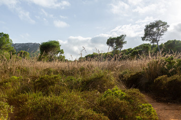 Wonderful dune landscape Cala Mesquida Mallorca Spain