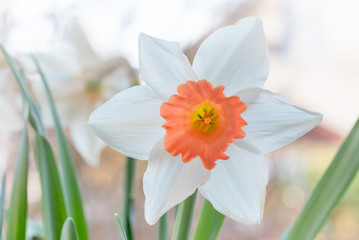 Narzissenblüte weiß und orange, lichter Frühlingsgarten mit Bokeh