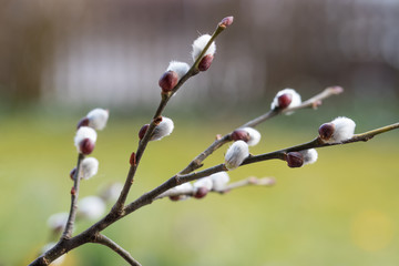 Zweig mit silbernen Weidenkätzchen, Hintergrund Garten soft