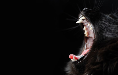 Black cat with white fangs on black background yawning opened her mouth.
