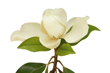 One beautiful flower of Magnolia grandiflora on white background