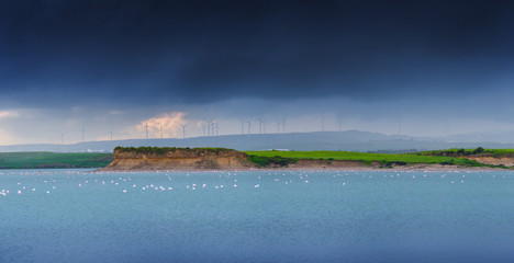 Flock of birds pink flamingo on the salt lake in the city of Larnaca, Cyprus. Powerful windmills on the landscape background.