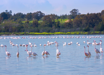 Obraz premium flock of birds pink flamingo on the salt lake in the city of Larnaca, Cyprus