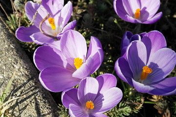 Spring Flowers In The Garden