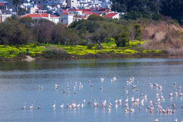 flock of birds pink flamingo on the salt lake in the city of Larnaca, Cyprus