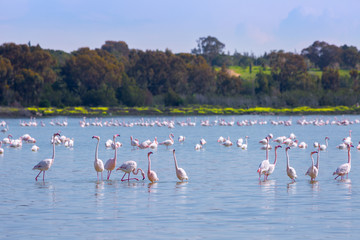 flock of birds pink flamingo on the salt lake in the city of Larnaca, Cyprus