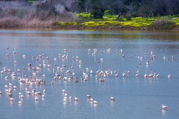 flock of birds pink flamingo on the salt lake in the city of Larnaca, Cyprus