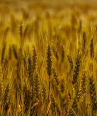Fields of golden wheet
